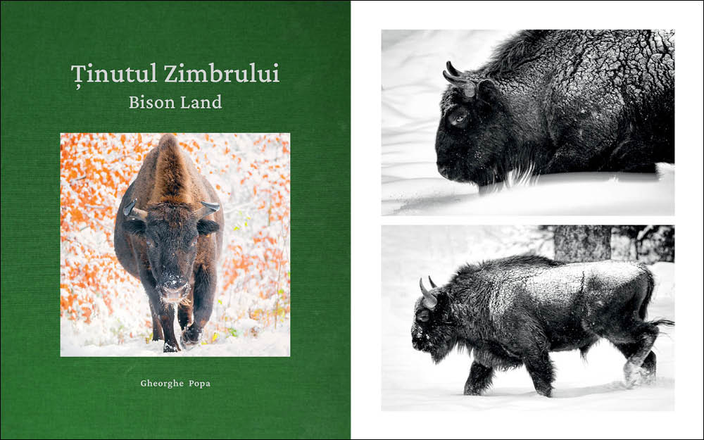 bisonlandcover